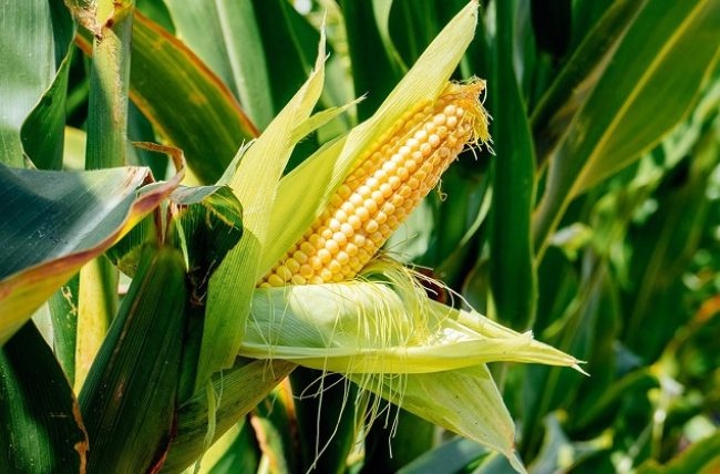 corn-vs-maize-01